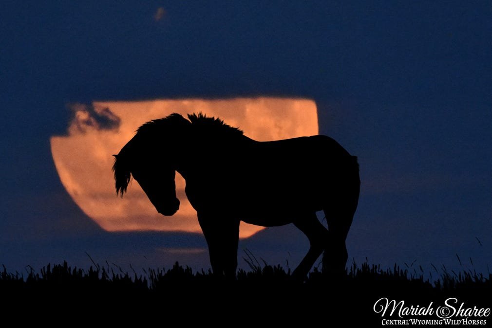 Central Wyoming Wild Horses 