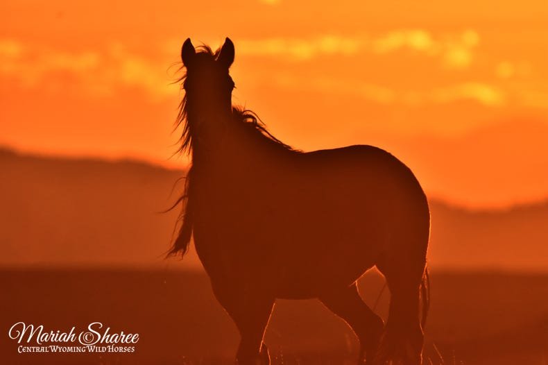 Central Wyoming Wild Horses 